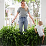 🔥 Last Day Sale Price | 💛Glowing Boston Ferns with Lights – 🌿 Zero Watering, Zero Maintenance