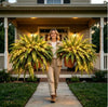🔥 Last Day Sale Price | 💛Glowing Boston Ferns with Lights – 🌿 Zero Watering, Zero Maintenance