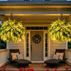 🔥 Last Day Sale Price | 💛Glowing Boston Ferns with Lights – 🌿 Zero Watering, Zero Maintenance