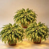 🔥 Last Day Sale Price | 💛Glowing Boston Ferns with Lights – 🌿 Zero Watering, Zero Maintenance