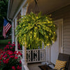 Glowing Boston Ferns with Lights