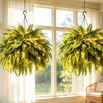 Glowing Boston Ferns with Lights