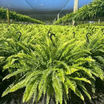 Glowing Boston Ferns with Lights