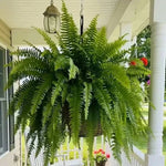 Glowing Boston Ferns with Lights