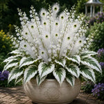 Peacock Flame Hosta™ – Effortless Beauty For Shady Spaces