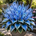 Peacock Flame Hosta™ – Effortless Beauty For Shady Spaces