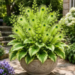 Peacock Flame Hosta™ – Effortless Beauty For Shady Spaces