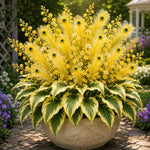 Peacock Flame Hosta™ – Effortless Beauty For Shady Spaces