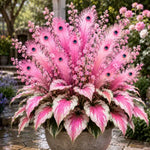 Peacock Flame Hosta™ – Effortless Beauty For Shady Spaces