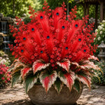 Peacock Flame Hosta™ – Effortless Beauty For Shady Spaces